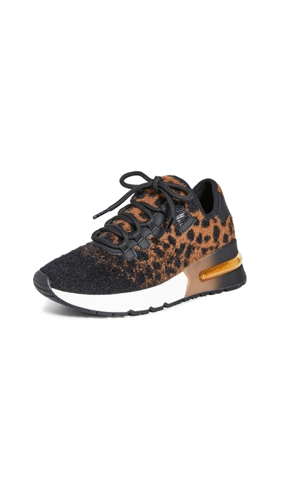 Ash Krush Cheetah-print Trainer Sneakers In Tan Black
