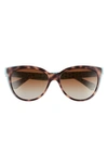 Kate Spade Daeshas 56mm Polarized Cat Eye Sunglasses In Havana/ Green/ Brown