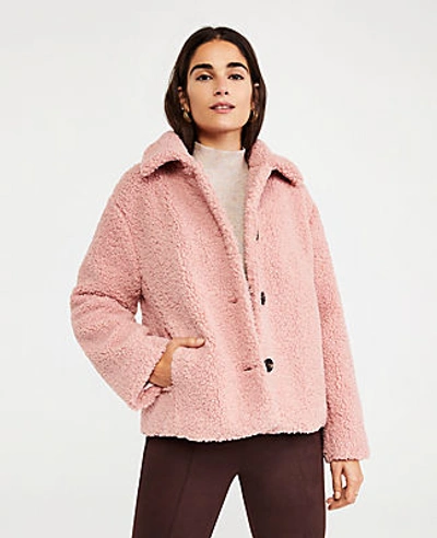 Ann Taylor Short Teddy Coat In Dainty Mauve