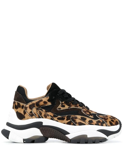 Ash Leopard Chunky Sneakers In Brown