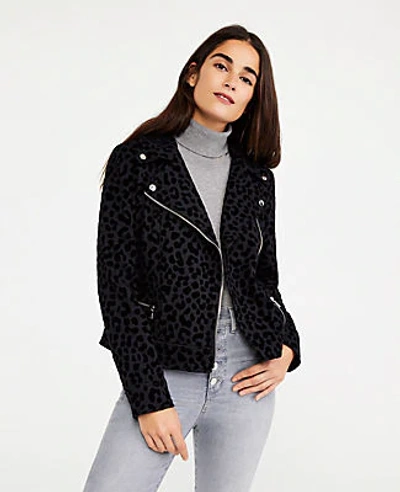 Ann Taylor Cheetah Print Moto Jacket In Black Multi