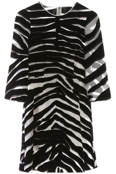 Dolce & Gabbana Flocked Zebra Print Mini Dress In Zebra Nera Fdobianc