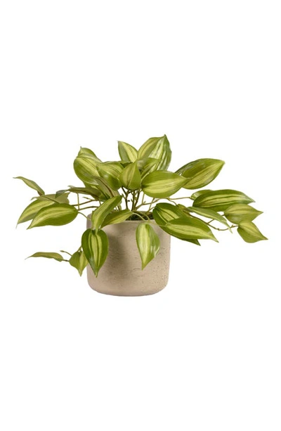 Bloomr Vanilla Planifolia Planter Decoration In Ivory