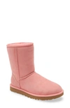 Ugg Classic Ii Genuine Shearling Lined Short Boot In Flamingo Pink Suede