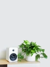 Leon & George - Verified Partner Leon & George Medium Cascading Pothos With Mid-century Ceramic Pot In White