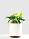 Leon & George - Verified Partner Leon & George Small Jade Pothos With Mid-century Ceramic Pot And Wood Plinth In White