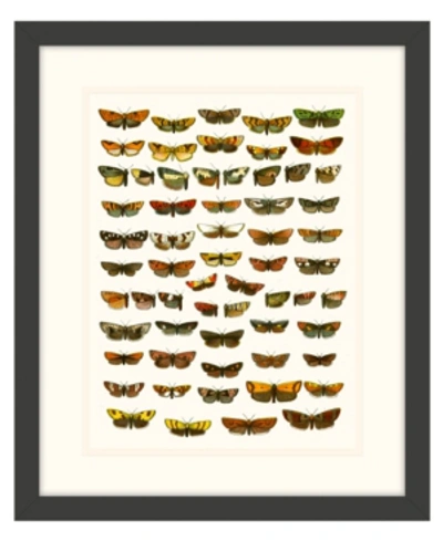 Melissa Van Hise Butterfly Charts I Framed Giclee Wall Art - 15" X 18" X 2" In Multi