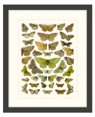 Melissa Van Hise Butterfly Charts Ii Framed Giclee Wall Art - 15" X 18" X 2" In Multi