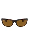 Ray Ban 62mm Oversize Rectangular Sunglasses In Shiny Dark Havana/ Brown