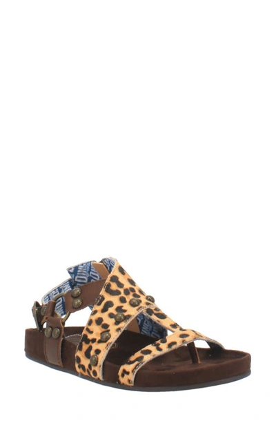 Dingo Women's Sage Brush Sandals Women's Shoes In Leopard