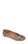 Gentle Souls By Kenneth Cole Gentle Souls Signature Eugene Travel Ballet Flat In Fossil Leopard Print Suede