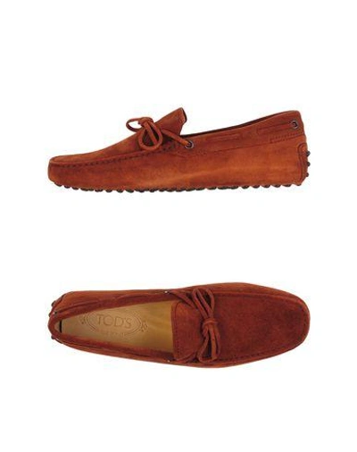 Tod's Loafers In Cocoa