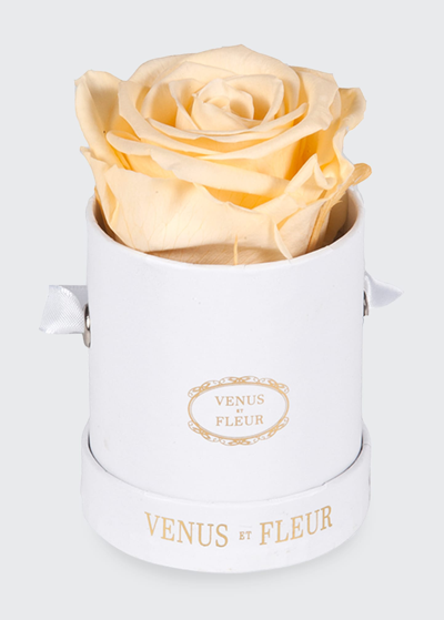 Venus Et Fleur Classic Mini Round Rose Box In Champagne