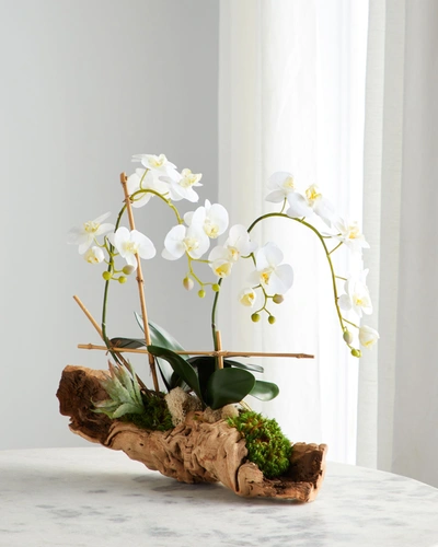 John-richard Collection Organic Woody Orchids Arrangement In White