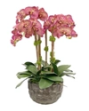 Winward Orchid In Modern Bowl