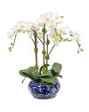 Winward Orchid In Fish Bowl