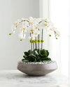 T & C Floral Company Concrete Bowl Filled With Flourite & White Orchids