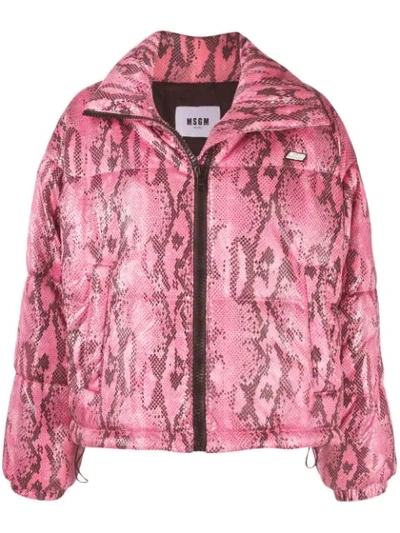 Msgm Python Print Cropped Puffer Jacket In Pink
