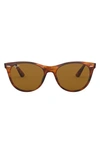 Ray Ban 55mm Round Wayfarer Sunglasses In Striped Havana