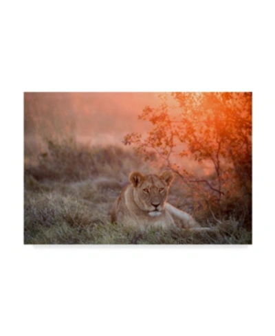 Trademark Global Alessandro Catta Sunset Lioness Canvas Art In Multi