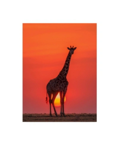 Trademark Global Henry Zhao Sunset Giraffe Canvas Art In Multi