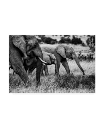 Trademark Global Vedran Vidak Elephant Family Amboseli Canvas Art In Multi