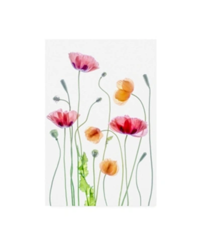 Trademark Global Mandy Disher Poppies Orange And Pink Canvas Art In Multi