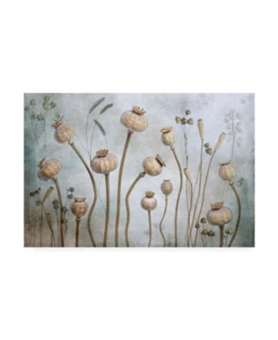 Trademark Global Mandy Disher Papaver Canvas Art In Multi