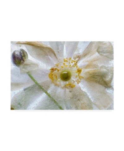 Trademark Global Mandy Disher Floral Freeze Canvas Art In Multi