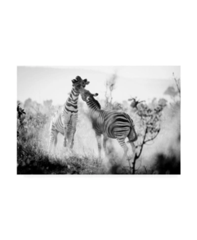 Trademark Global Jay Garrido Fighting Stripes Zebra Canvas Art In Multi
