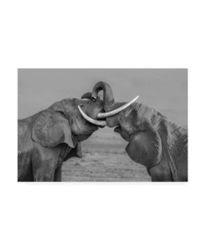 Trademark Global Yun Wang Elephants Fighting Canvas Art In Multi