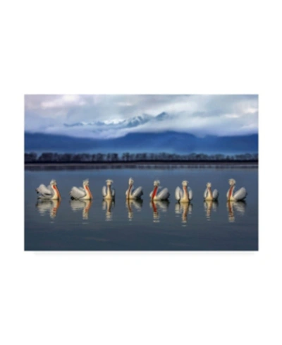 Trademark Global Xavier Ortega Dalmatian Pelicans Meeting Canvas Art In Multi