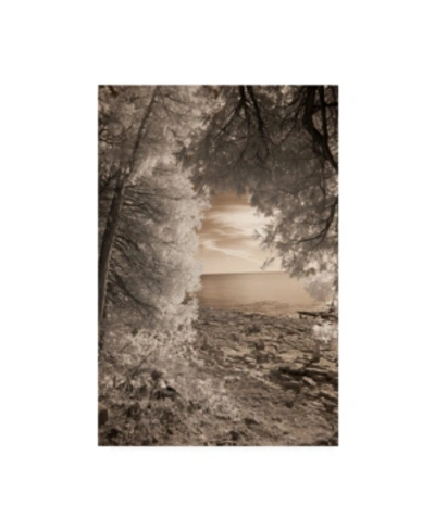 Trademark Global Monte Nagler Tree Frame Sepia Canvas Art In Multi