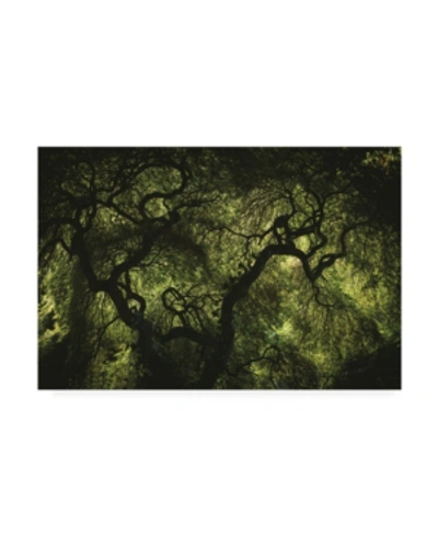 Trademark Global Kurt Shaffer Inside A Japanese Maple Tree Canvas Art In Multi