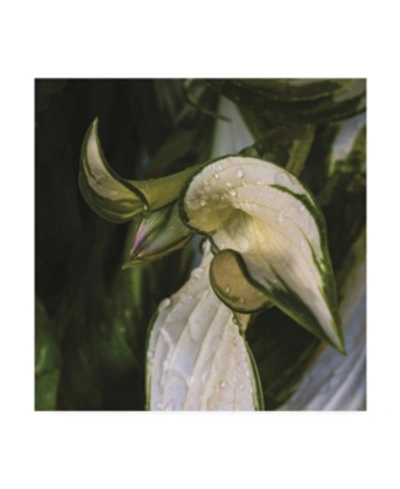 Trademark Global Kurt Shaffer Hosta Flower Bud Canvas Art In Multi
