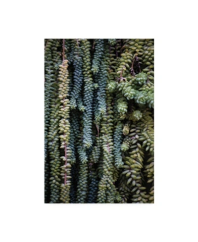 Trademark Global Kurt Shaffer Burro Tail Abstract Canvas Art In Multi