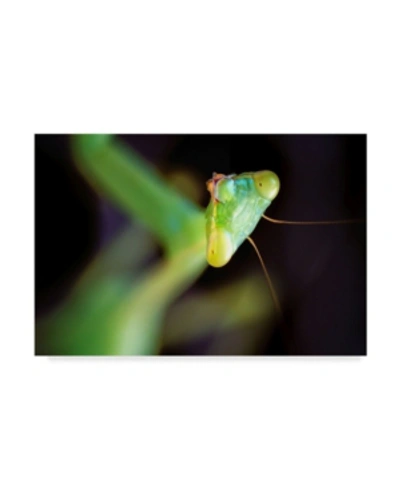 Trademark Global Pixie Pics Mantis Canvas Art In Multi