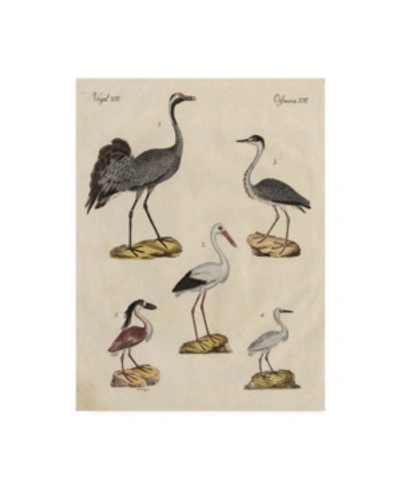 Trademark Global Friedrich Strack Heron Classification I Canvas Art In Multi