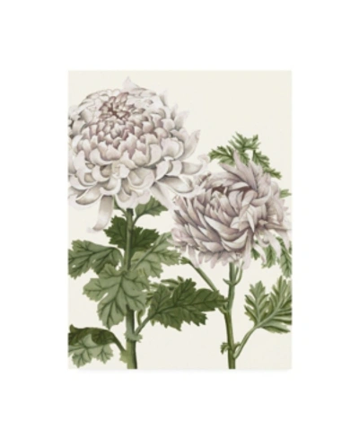 Trademark Global Naomi Mccavitt Early Spring Chrysanthemums Iii Canvas Art In Multi
