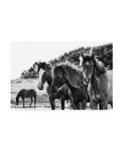 Trademark Global Aledanda Horses Three Canvas Art In Multi