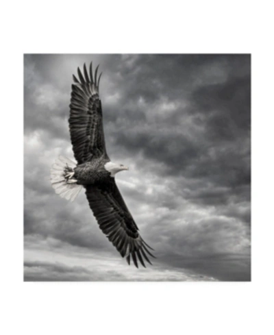 Trademark Global Ph Burchett Eagle In Flight Canvas Art In Multi