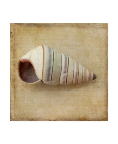Trademark Global Judy Stalus Sepia Shell Iv Canvas Art In Multi
