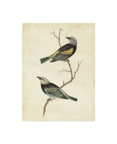 Trademark Global Cassin Blue Headed Tanager Canvas Art In Multi