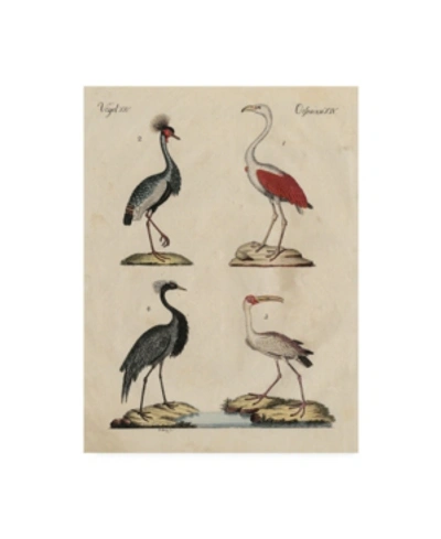 Trademark Global Friedrich Strack Heron Classification Ii Canvas Art In Multi