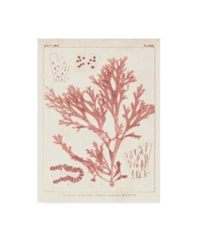 Trademark Global Vision Studio Antique Coral Seaweed I Canvas Art In Multi