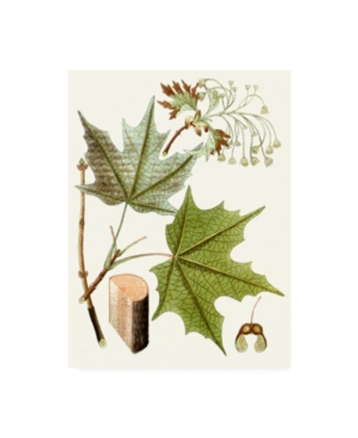 Trademark Global Unknown Maple Leaves Iii Canvas Art In Multi
