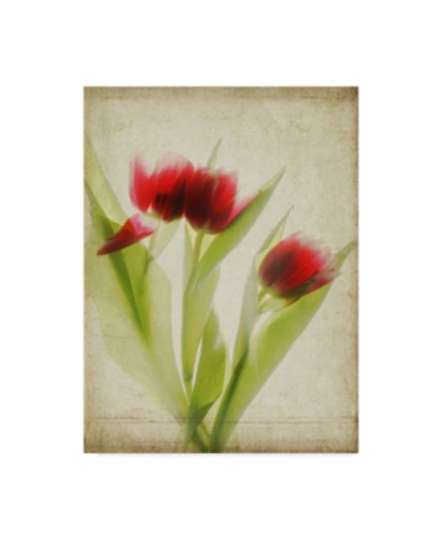 Trademark Global Judy Stalus Parchment Flowers I Canvas Art In Multi
