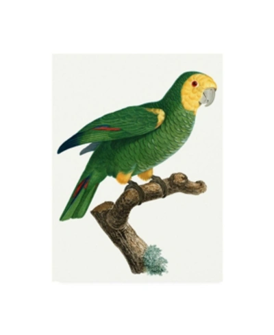 Trademark Global Barraband Parrot Of The Tropics Iv Canvas Art In Multi