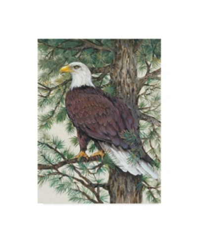 Trademark Global Tim Otoole Eagle In The Pine Canvas Art In Multi