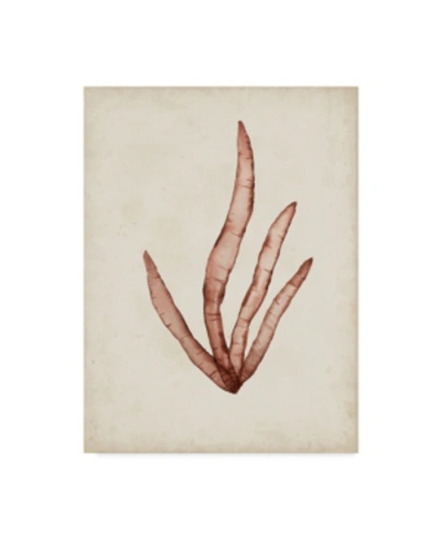 Trademark Global Naomi Mccavitt Seaweed Specimens Viii Canvas Art In Multi